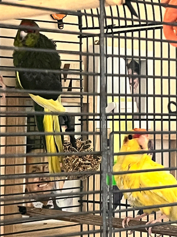 2 lush baby Kākāriki