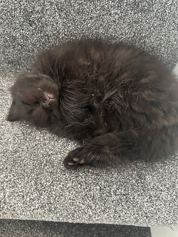 Fluffy kittens