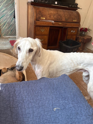 Saluki x Gs