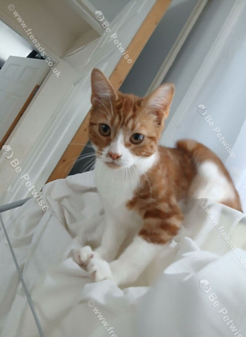 Beautiful cat for sale