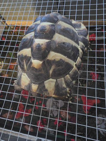 2 year old hermanns tortoise