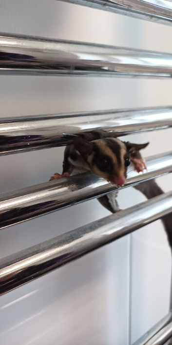 2 male gliders for sale