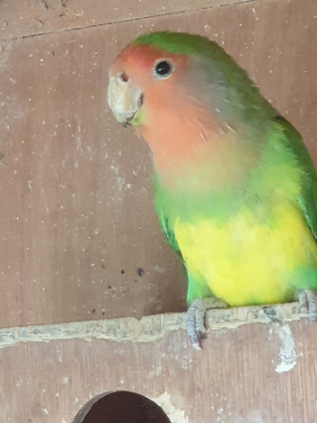 Lovebird