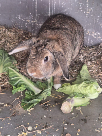 2 12 month rabbits for sale dwarf Netherlands breed