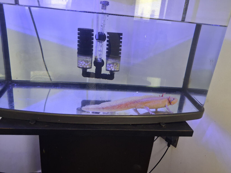 Axolotl for sale