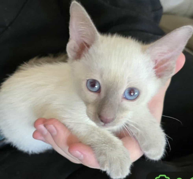 Last lilac siamese male kittens sparkling blue eyes
