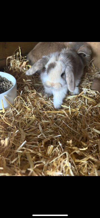2 male rabbits