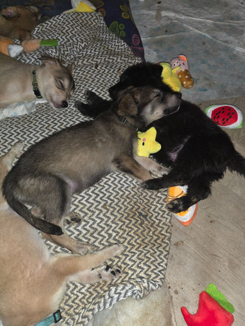 German shepard/alsation x dalmation puppies 10 German Shepard x Dalmation puppies available 24/8/26 mum and dad can be seen. All puppies will have mic