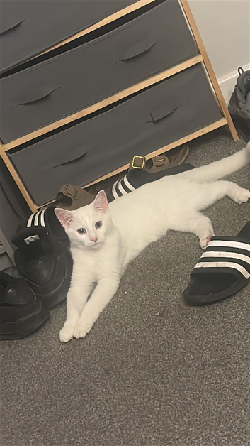 6 month old white kitten