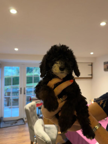 Last 2 stunning F1B miniature labradoodles
