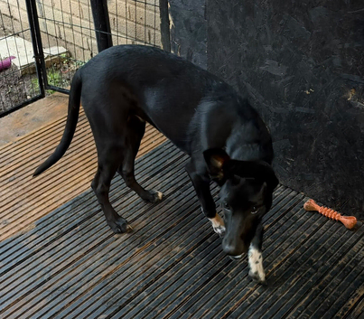 Belgian malinios cross Dalmatian pup