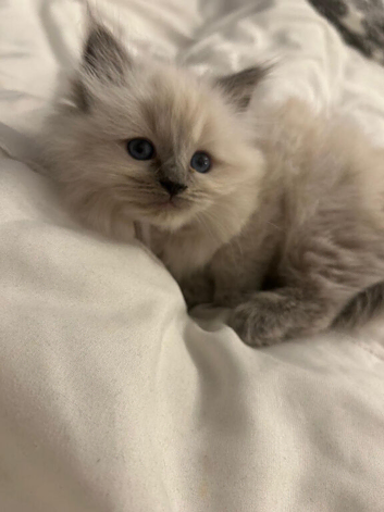 Pure Blue Pount Ragdoll Kittens 3 girls 2 boys (REDUCED)