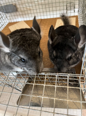 Beautiful 3 month old, Standard Grey Sisters. &pound;90 each