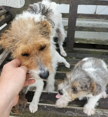 10 week old jackrussel girl