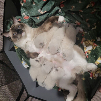 Boy and a girl pedigree ragdolls