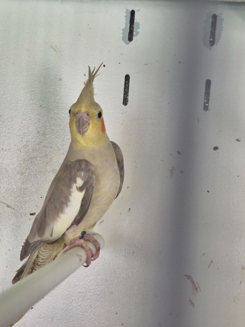 Young Cockatiels and semi tame