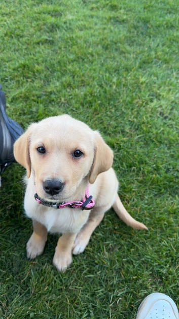 9 week Puppy Labrador