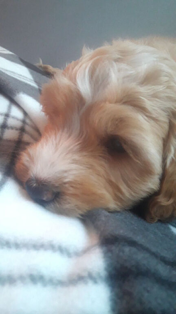 Beautiful pup