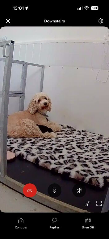 3 cockapoo pups left ready Thursday