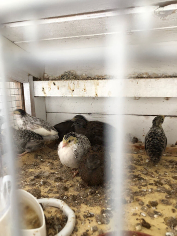 Quail