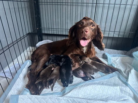 KC Registered health tested Working cocker spaniel pups