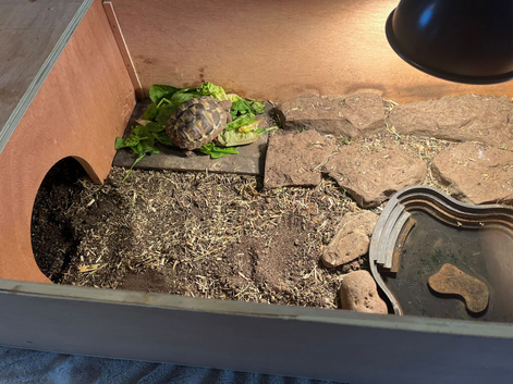 10month old Herman tortoise