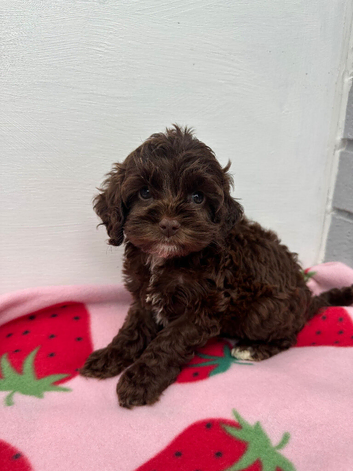 Cockapoo puppies ready now!'