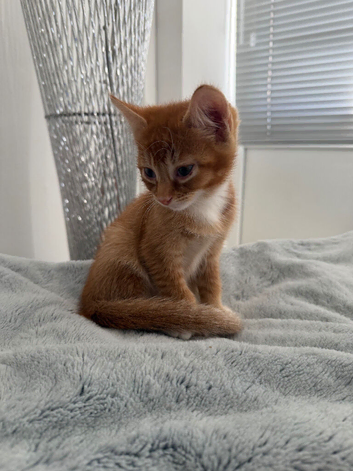 Ginger Boy For Sale