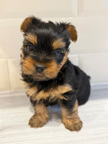 Yorkshire terrier