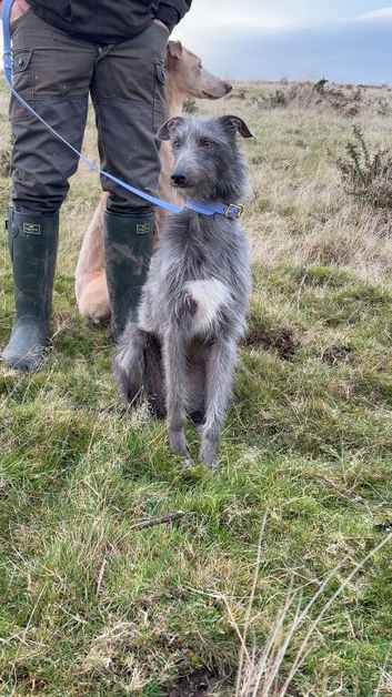 Bedlington whippet X Lurcher pups