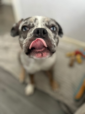 Bull dog breed merle