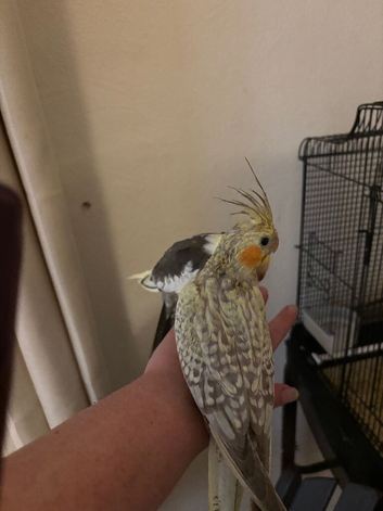2 beautiful hand reared baby cockatiels