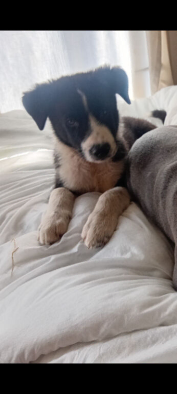 12 week old puppy