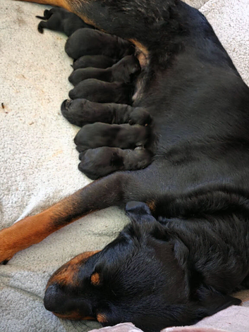 Beautiful rottweiler puppies ready to reserve