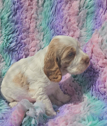 Kc show cocker spaniel