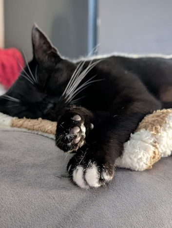 Female Cat Looking for a Loving Forever Home ️