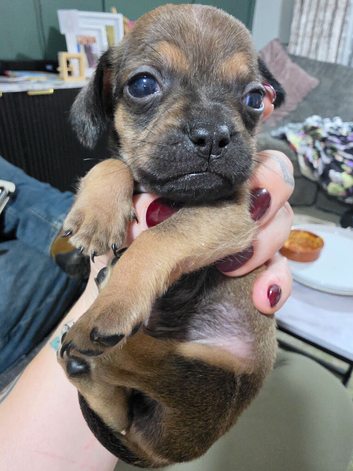 Pug/dachshund puppies