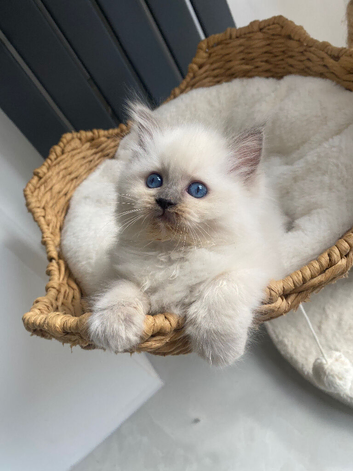 Ragdoll kittens