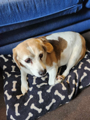 Experienced Dog Walker/Sitter