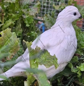 Bonded pair of pure white Bob White quail. 2026 hatch.