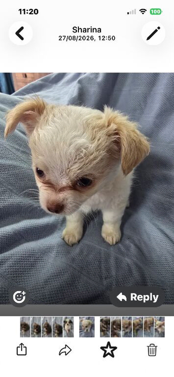 Chihuahua boy puppies
