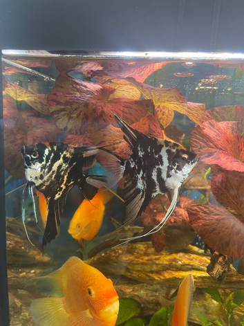 Marble Angelfish