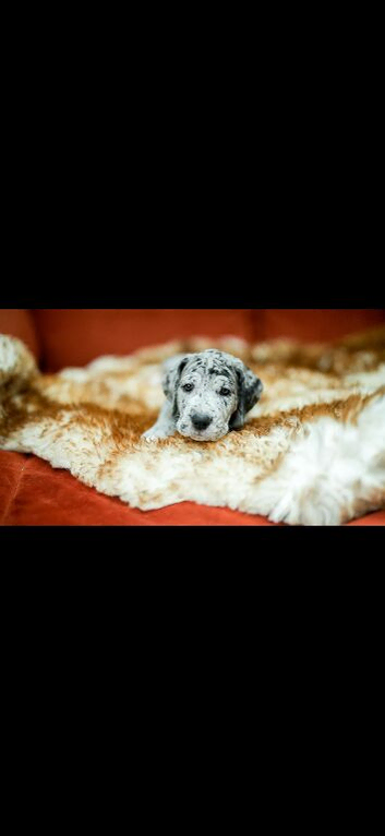 Great Dane puppy&rsquo;s for sale