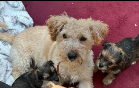 1 male puppy for sale