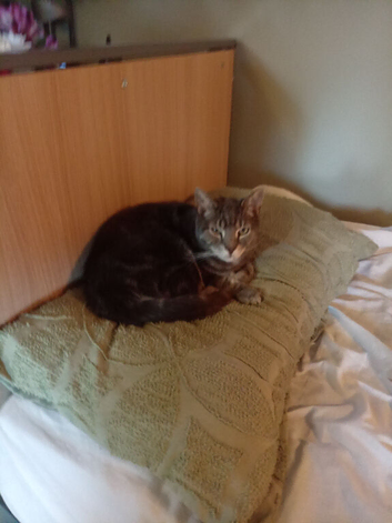 Help find milo...
