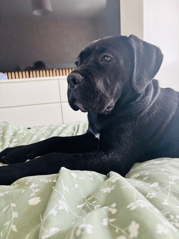 Cane corso