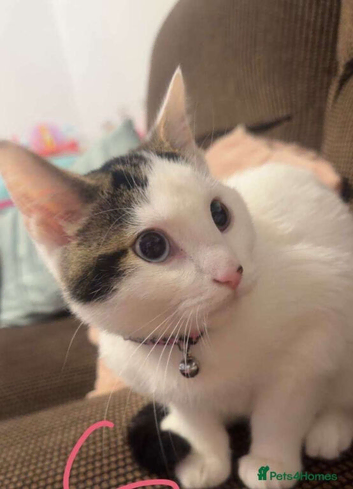 7 months kitten