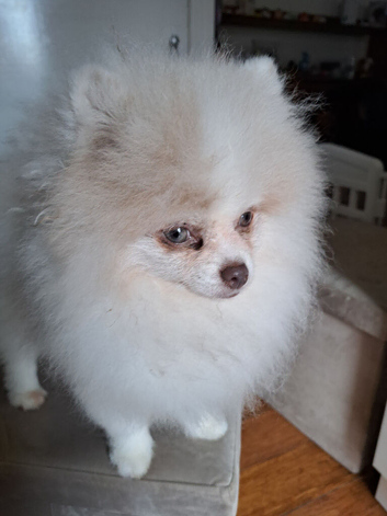 Parti-Color Pom Boy