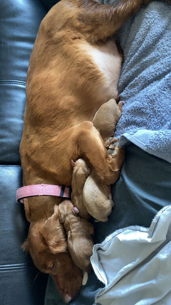 Red Working cocker spaniel