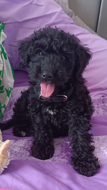 Black Cavapoo Puppy